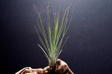 Load image into Gallery viewer, Tillandsia Juncifolia | Live Air Plant, Air Plants: Large 10+&quot;
