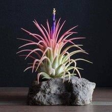 Load image into Gallery viewer, Tillandsia Ionantha Rubra | Live Air Plant, Air Plants: Regular
