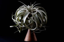 Load image into Gallery viewer, Tillandsia Xerographica - &quot;Queen of Air Plants&quot;  - Air Plant: Medium: 6 Inch
