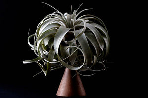 Tillandsia Xerographica - "Queen of Air Plants"  - Air Plant: Medium: 6 Inch