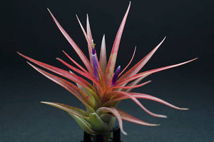 Tillandsia Brach Multiflora | Live Air Plant: Small