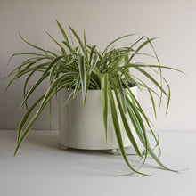 Load image into Gallery viewer, Doris Planter
