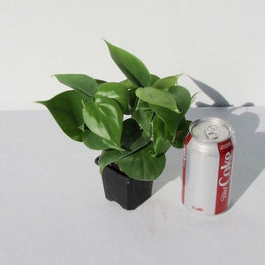 Philodendron -  Heart leaf - 3"