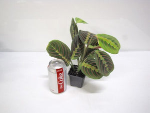 Maranta - Red - "Prayer Plant" - 3"