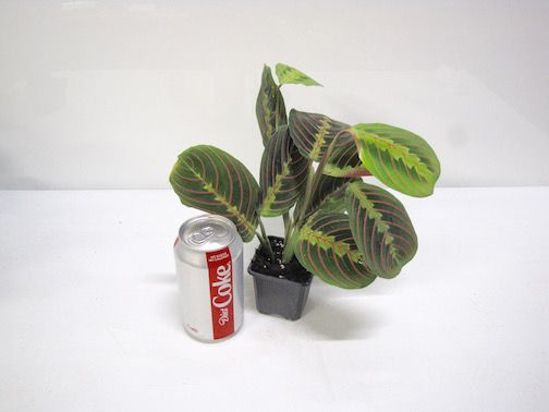 Maranta - Red - 