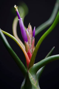 Tillandsia Bulbosa - Guatemala | Live Air Plant: Medium: 4-5 Inches