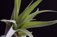 Load image into Gallery viewer, Tillandsia Peach Capitata - Live Air Plant: 2 Inch
