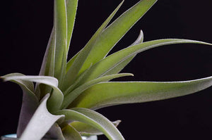 Tillandsia Peach Capitata - Live Air Plant: 2 Inch