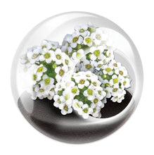Load image into Gallery viewer, Tiny Terrariums Flowering
