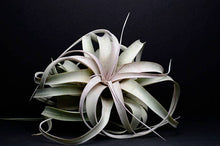 Load image into Gallery viewer, Tillandsia Xerographica - &quot;Queen of Air Plants&quot;  - Air Plant: Medium: 6 Inch
