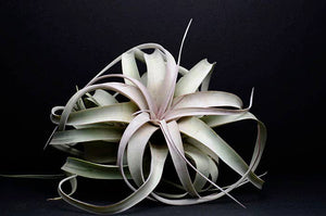 Tillandsia Xerographica - "Queen of Air Plants"  - Air Plant: Medium: 6 Inch