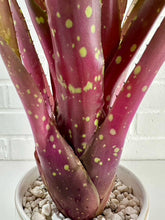 Load image into Gallery viewer, Neoregelia Red Goodies - Live Bare Root Plant: Mature

