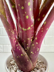 Neoregelia Red Goodies - Live Bare Root Plant: Mature