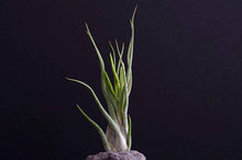 Load image into Gallery viewer, Tillandsia Caput Medusae | Live Air Plant: Small
