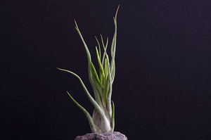 Tillandsia Caput Medusae | Live Air Plant: Small
