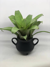 Load image into Gallery viewer, Vriesea Botafogensis | Live Plant: 4-6 Inches (Tall/Wide)
