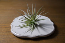 Load image into Gallery viewer, Tillandsia Plagiotropica Purple Form | Live Air Plant: Medium 3-4 Inches
