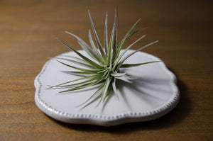 Tillandsia Plagiotropica Purple Form | Live Air Plant: Medium 3-4 Inches