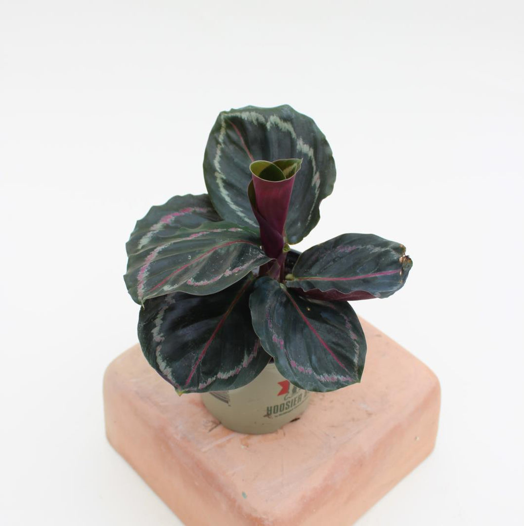 Calathea - Medallion - 4.5”