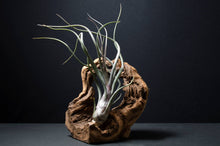 Load image into Gallery viewer, Tillandsia Pseudobaileyi - Striped Air plant: Medium 7-8&quot;
