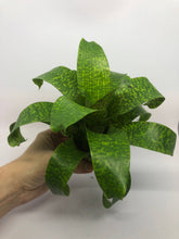 Load image into Gallery viewer, Vriesea Fenestralis | Live Plant: 7-9 Inches (Wide or Tall)
