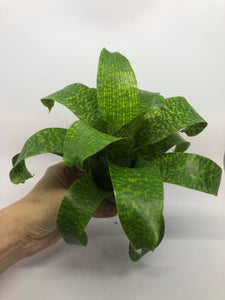 Vriesea Fenestralis | Live Plant: 7-9 Inches (Wide or Tall)