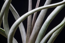 Load image into Gallery viewer, Tillandsia Pseudobaileyi - Striped Air plant: Medium 7-8&quot;
