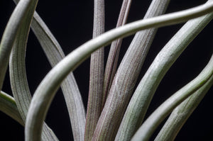 Tillandsia Pseudobaileyi - Striped Air plant: Medium 7-8"