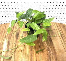 Load image into Gallery viewer, Pothos - Cebu Blue 4&quot;
