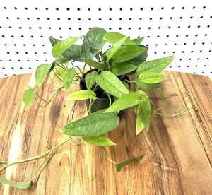 Pothos - Cebu Blue 4"