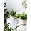 Load image into Gallery viewer, Beige Ceramic Plant Pot - Small 4.3&quot;
