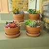 Terracotta Shallow Planter with saucer/tray