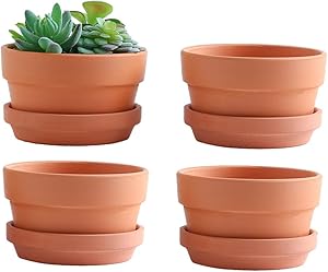 Terracotta Shallow Planter with saucer/tray