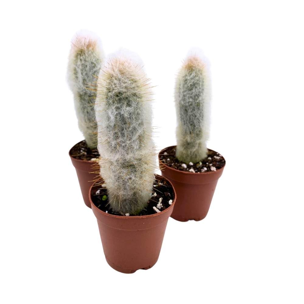 Silver Torch Cactus - 4.5