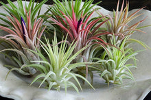 Load image into Gallery viewer, Tillandsia Ionantha Rubra | Live Air Plant, Air Plants: Regular
