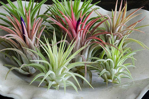 Tillandsia Ionantha Rubra | Live Air Plant, Air Plants: Regular