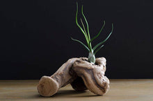 Load image into Gallery viewer, Tillandsia Bulbosa - Guatemala | Live Air Plant: Medium: 4-5 Inches
