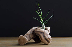 Tillandsia Bulbosa - Guatemala | Live Air Plant: Medium: 4-5 Inches