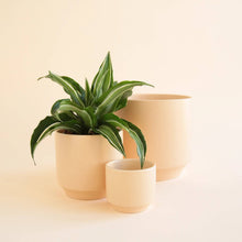 Load image into Gallery viewer, Parker Pot | Vanilla Speckle - 3&quot;
