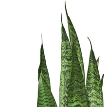 Load image into Gallery viewer, Sansevieria Snake Plant - Black Coral  - 6&quot;
