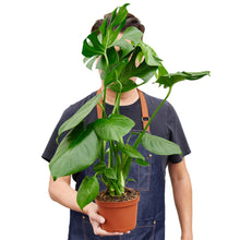 Load image into Gallery viewer, Monstera -  Deliciosa 6&quot;
