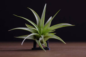 Tillandsia Brach Multiflora | Live Air Plant: Small