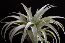 Load image into Gallery viewer, Tillandsia Capitata Yellow Star - Rare Live Air Plant: Small - 3-4 Inches
