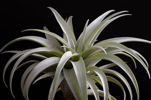 Tillandsia Capitata Yellow Star - Rare Live Air Plant: Small - 3-4 Inches