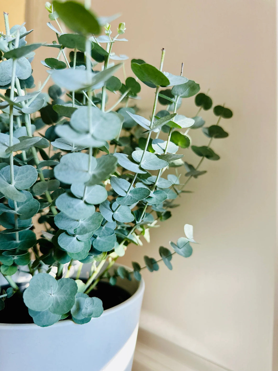 Eucalyptus Glacier Plant