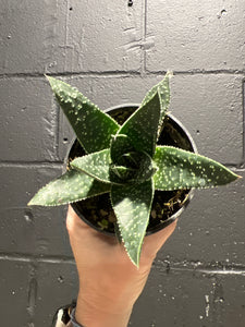 Gasteria -‘ Kyaka’ - 3"