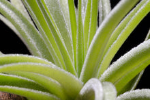 Load image into Gallery viewer, Tillandsia Plagiotropica Purple Form | Live Air Plant: Medium 3-4 Inches
