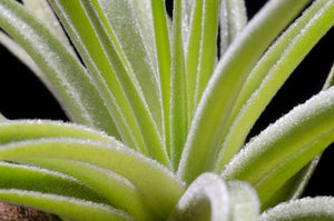 Tillandsia Plagiotropica Purple Form | Live Air Plant: Medium 3-4 Inches