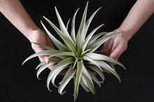 Load image into Gallery viewer, Tillandsia Capitata Yellow Star - Rare Live Air Plant: Small - 3-4 Inches
