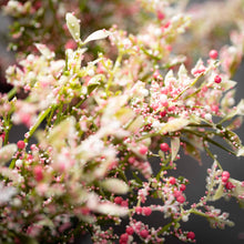 Load image into Gallery viewer, Pink Fern AND Fumaria Leaf Orb
